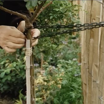 oppbinding av roser oppbinding av roser